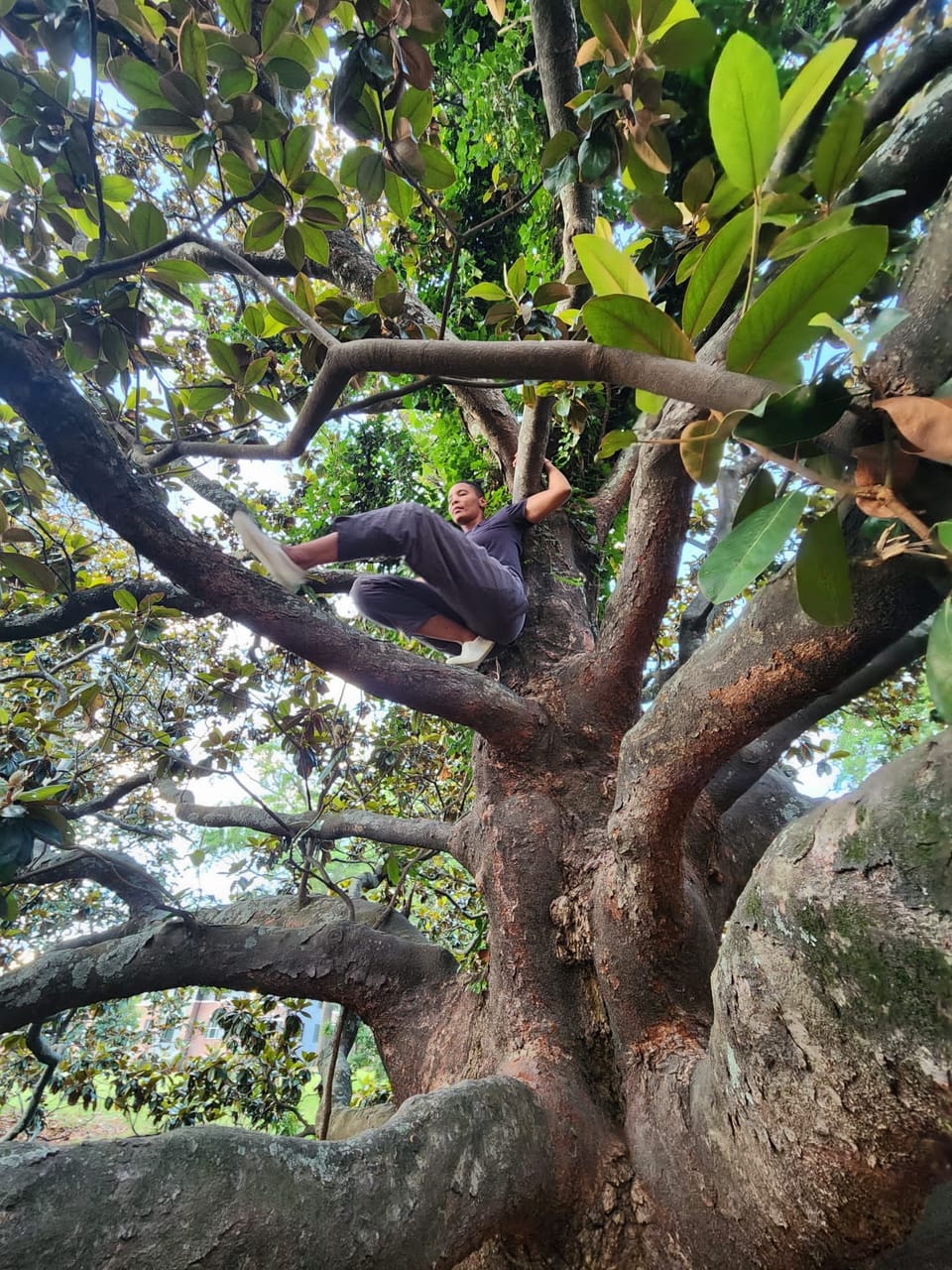 V Woods sits high in a magnolia tree with ver left arm wrapped around a branch and ver eyes closed